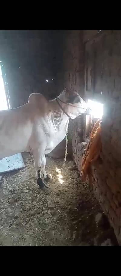 Qurbani Bull for sale