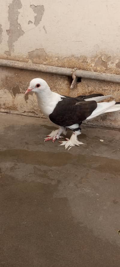 fancy karbalai  pigeon