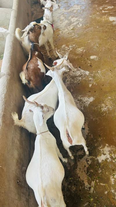 Bakra Qurbani 2026
