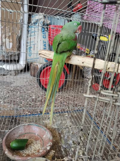 Female parrot