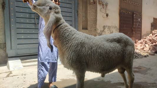 kajla chatra for sale 03244145082