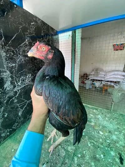 munasib qeemat Aseel bird's available