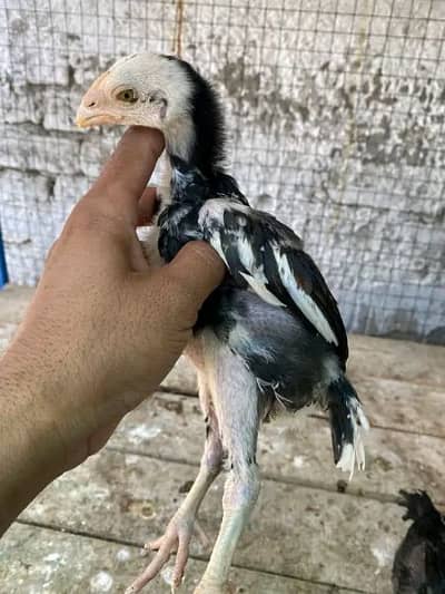 Aseel chicks