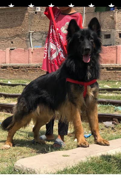 German Shepherd Long Coat male | Dog For Sale | long Coat male dog