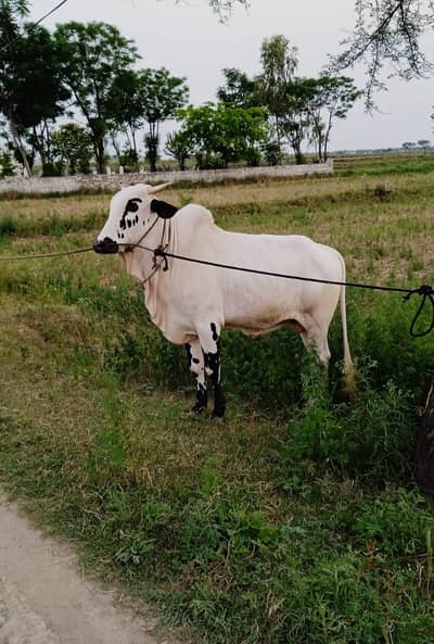 Qurbani ball