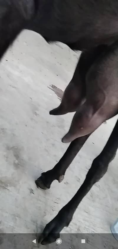 Doodh wali bakri, pure black beetle ,