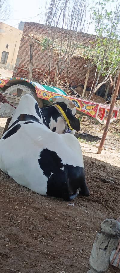 white  with black  dots