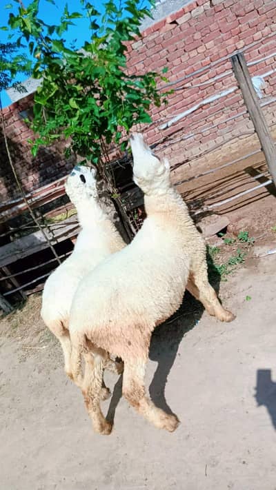 2 Chhatre hain