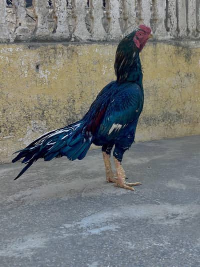 lasani mushka for sale