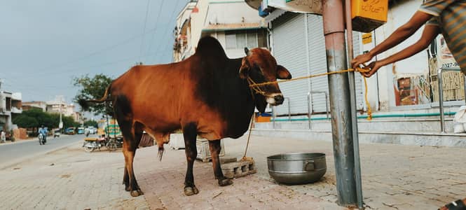Qurbani k leay