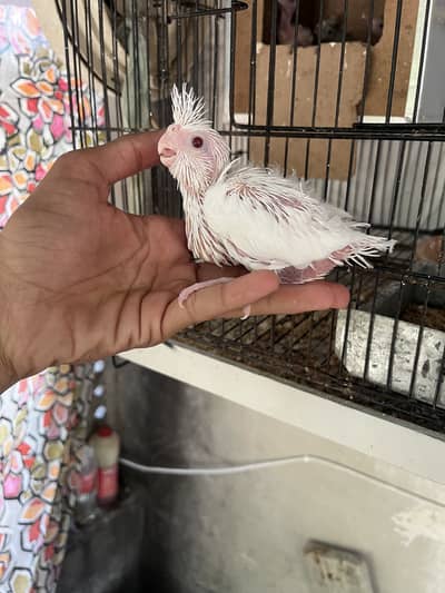 aoa cockital chicks avalibal