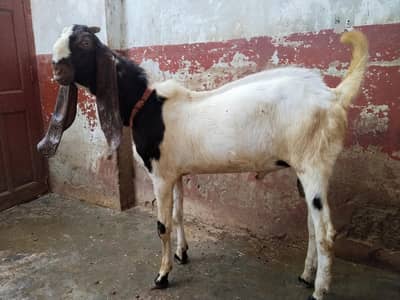 Bakra for Qurbani, read full ad