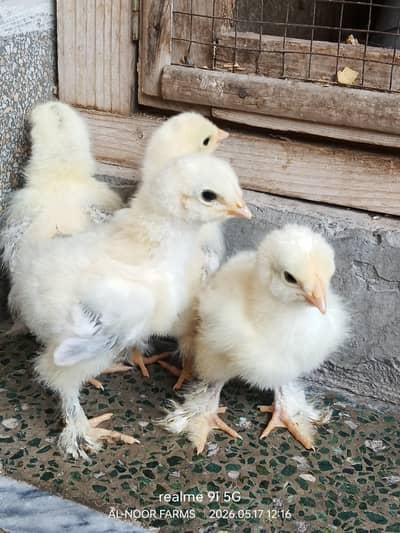 Light and Blue Columbian Brahma
