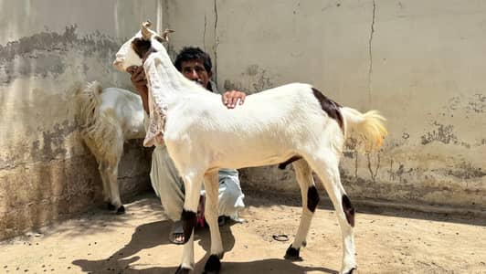 bakray available best quality mid range   95 thousand to 1 lac 30