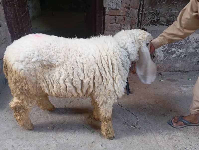 chatra 5