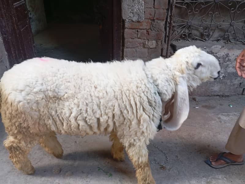 chatra 6