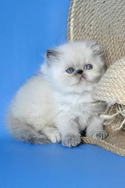 Persian Kitten