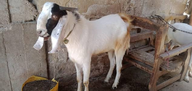 andu bakra