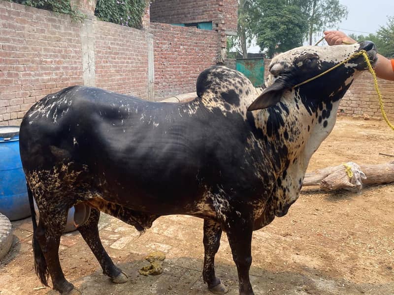 Buffalo 0