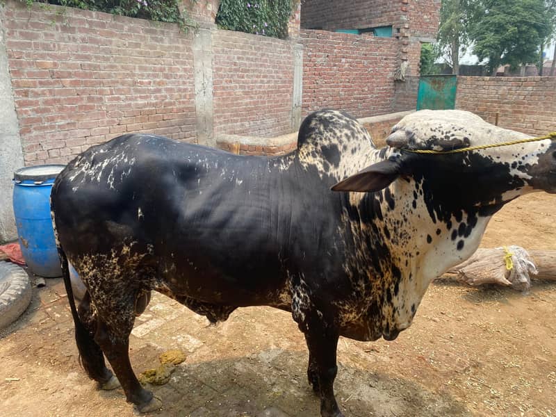 Buffalo 1