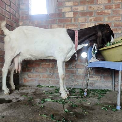Beautiful Beetal Goat