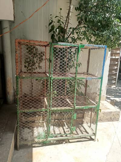 pinjraa for chicken