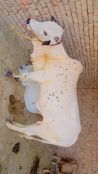 tani da bul