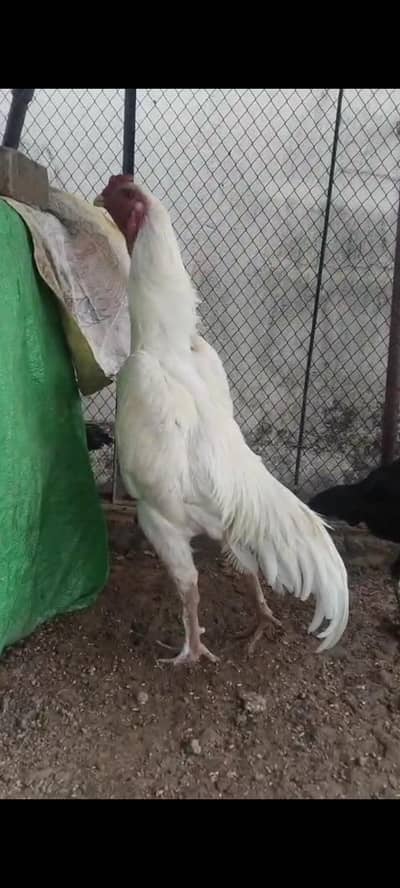 pure white shamo and dragon female