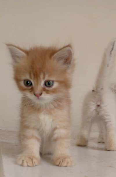 Persian Kittens