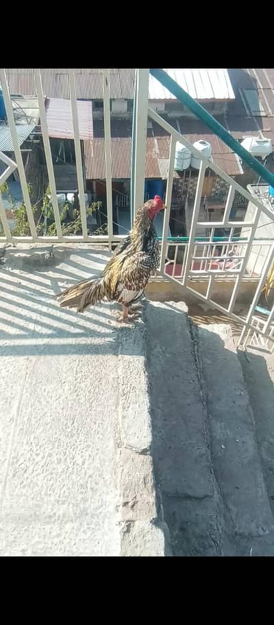 aseel male breeder shajjra color