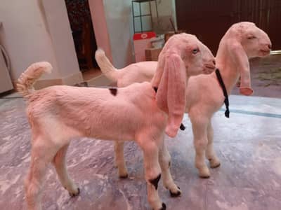 2 gulabi females Rajan puri