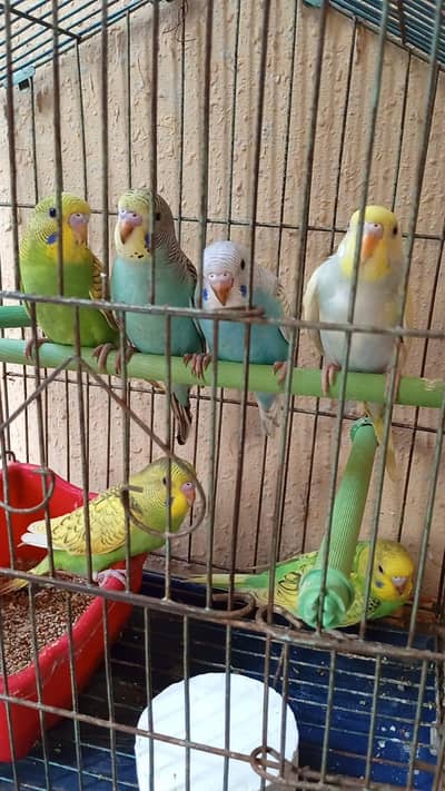 Budgies for Sale