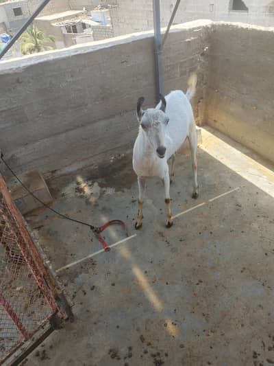 Bakra Ghar ka pala huwa