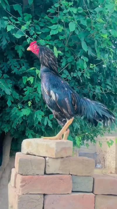 aseel phtaa bhot he nayab for sale