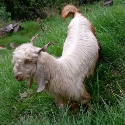Beautiful Pair of Healthy Male Pahari Goats for Sale