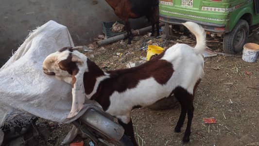 Bakra for sale - Eid 2026
