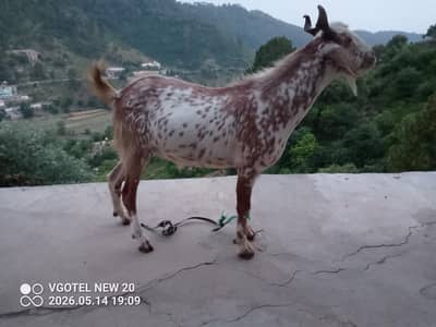 Bakra for sale