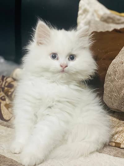 Healthy Persian Cat for Sale in Swat