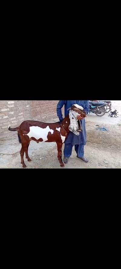 Khasi bakra for sale