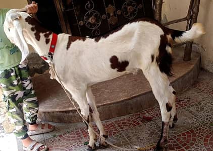 qurbani bakra