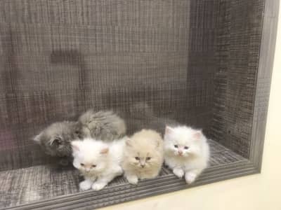 Triple coat Pair of persian kittens very playful and have healthy coat