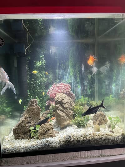 Aquarium 30”x30”x30” & Wooden Stand