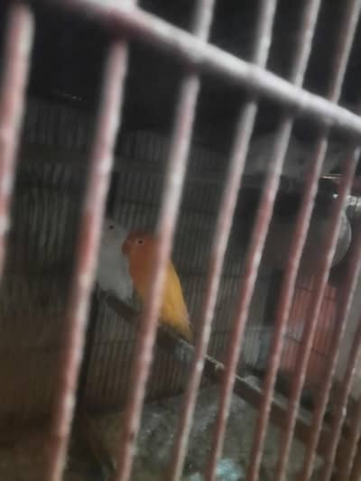 birds