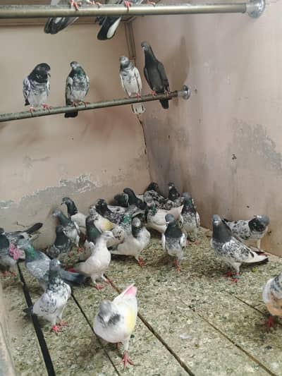 high flyer pigeon