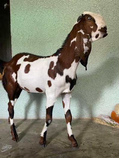 Bakra for qurbani