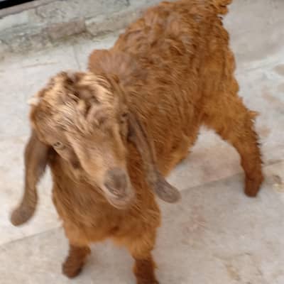 beautiful baby bakri for sale 03454162260