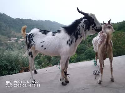 Bakra for sale