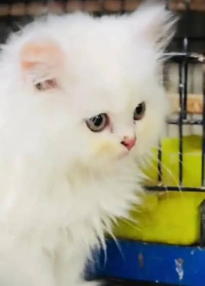 Persian female kitten for sale all Pakistan delivery available