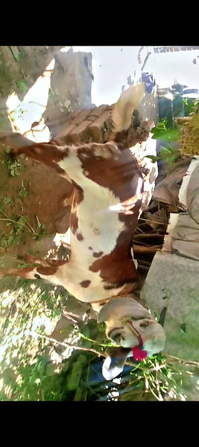 Eid ky Liya taiyar Desi Bakra For Sale