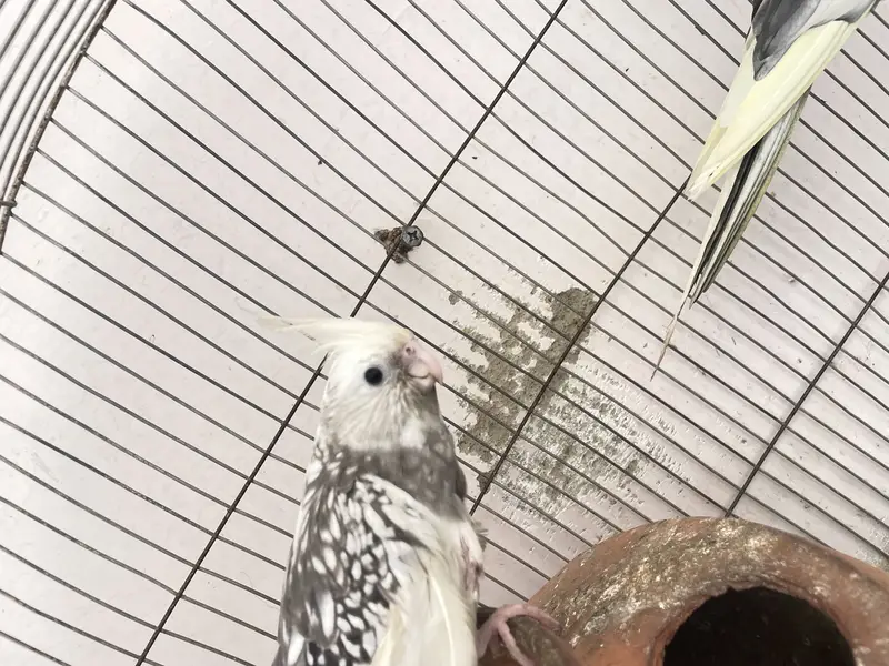 Three cocktail parrot — photo 2